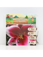 Лилия О.Т. Гибрид Friso, луковица в пакете с перфорацией, р-р 12/14, 2 шт. - Фото 6