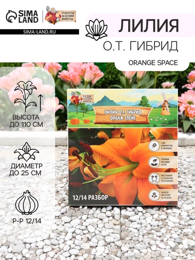 Лилия О.Т. Гибрид Orange Space, луковица в пакете с перфорацией, р-р 12/14, 2 шт.