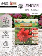 Лилия Тигровая Red Life, луковица в пакете с перфорацией, р-р 12/14, 2 шт. - Фото 1