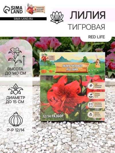 Лилия Тигровая Red Life, луковица в пакете с перфорацией, р-р 12/14, 2 шт.