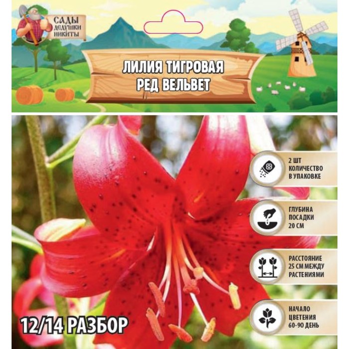 Лилия Тигровая Red Velvet, луковица в пакете с перфорацией, р-р 12/14, 2 шт. - Фото 1