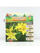 Лилия без пыльцы Easy Sun, луковица в пакете с перфорацией, р-р 12/14, 2 шт. - Фото 6