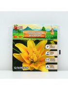 Лилия Махровая Fata Morgana, луковица в пакете с перфорацией, р-р 12/14, 2 шт. - Фото 6