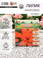 Лилия Махровая Scoubidou, луковица в пакете с перфорацией, р-р 12/14, 2 шт. - Фото 1