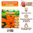 Лилия Махровая "Scoubidou", р-р 12/14, 2 шт, Весна 2025 9492114 - фото 317926387