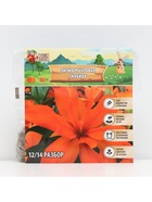 Лилия Махровая Scoubidou, луковица в пакете с перфорацией, р-р 12/14, 2 шт. - Фото 6