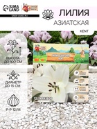 Лилия Азиатская Kent, луковица в пакете с перфорацией, р-р 12/14, 3 шт. - Фото 1