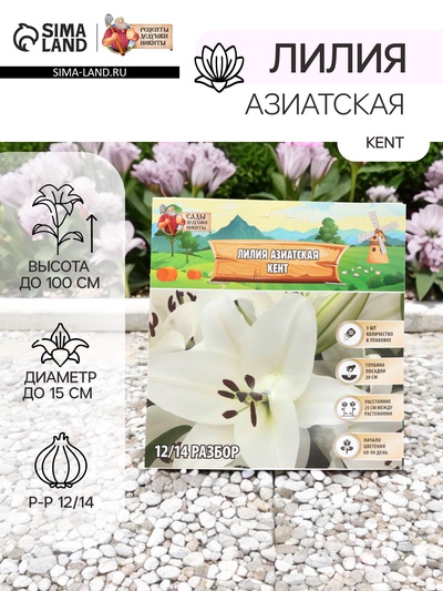 Лилия Азиатская Kent, луковица в пакете с перфорацией, р-р 12/14, 3 шт.