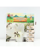 Лилия Азиатская Kent, луковица в пакете с перфорацией, р-р 12/14, 3 шт. - Фото 6