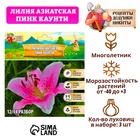 Лилия Азиатская "Pink County", р-р 12/14, 3 шт, Весна 2025 9492118 - фото 317926395