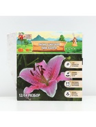 Лилия Азиатская Pink County, луковица в пакете с перфорацией, р-р 12/14, 3 шт. - Фото 6