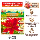 Лилия Азиатская "Red Highland", р-р 14/16, 3 шт, Весна 2025 9492119 - фото 317926399