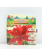 Лилия Азиатская Red Highland, луковица в пакете с перфорацией, р-р 14/16, 3 шт. - Фото 6