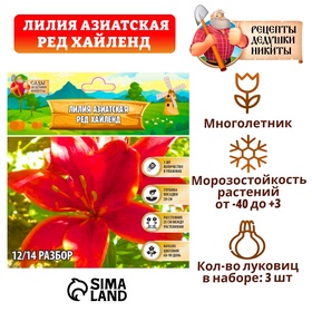 Лилия Азиатская 