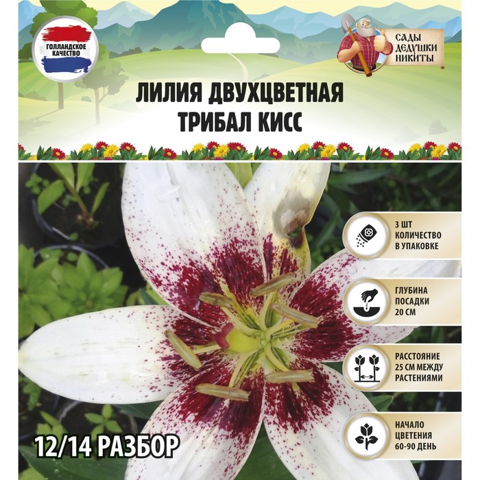 Лилия Двухцветная 