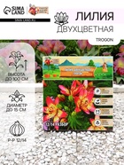 Лилия Двухцветная Trogon, луковица в пакете с перфорацией, р-р 12/14, 3 шт. - Фото 1