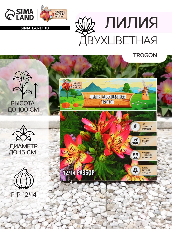 Лилия Двухцветная Trogon, луковица в пакете с перфорацией, р-р 12/14, 3 шт. - Фото 1