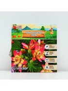 Лилия Двухцветная Trogon, луковица в пакете с перфорацией, р-р 12/14, 3 шт. - Фото 5