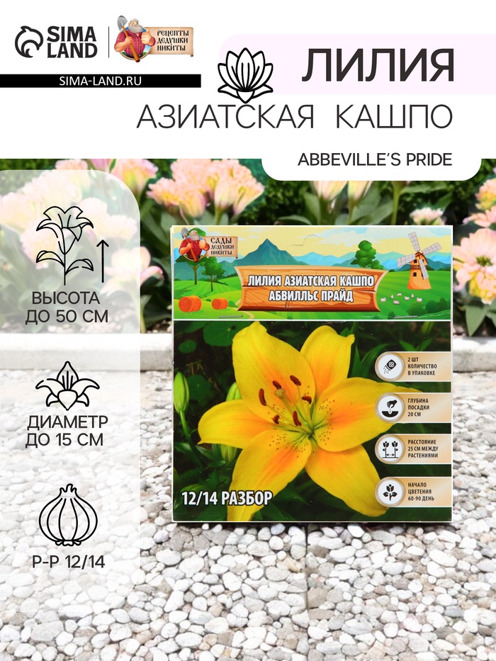 Лилия Азиатская Кашпо «Abbeville's Pride», луковица в пакете с перфорацией, р-р 12/14, 2 шт. - Фото 1