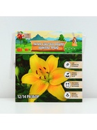 Лилия Азиатская Кашпо «Abbeville's Pride», луковица в пакете с перфорацией, р-р 12/14, 2 шт. - Фото 6