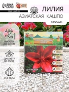 Лилия Азиатская Кашпо Cascavel, луковица в пакете с перфорацией, р-р 12/14, 2 шт. - Фото 1