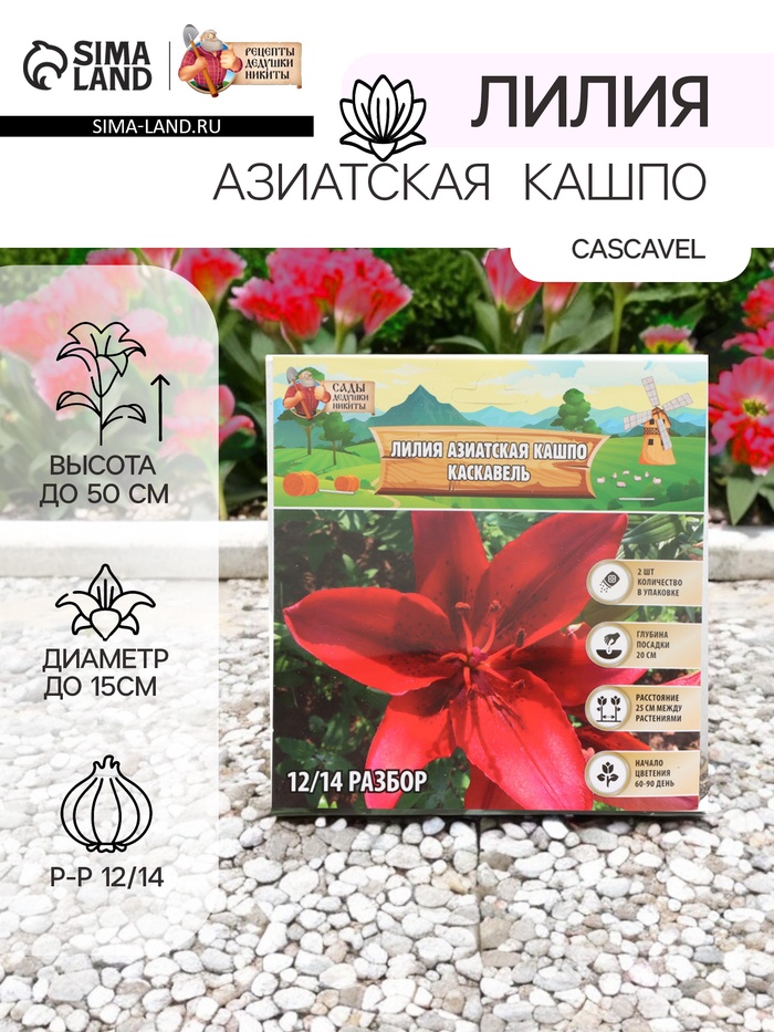 Лилия Азиатская Кашпо Cascavel, луковица в пакете с перфорацией, р-р 12/14, 2 шт. - Фото 1
