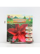 Лилия Азиатская Кашпо Cascavel, луковица в пакете с перфорацией, р-р 12/14, 2 шт. - Фото 6