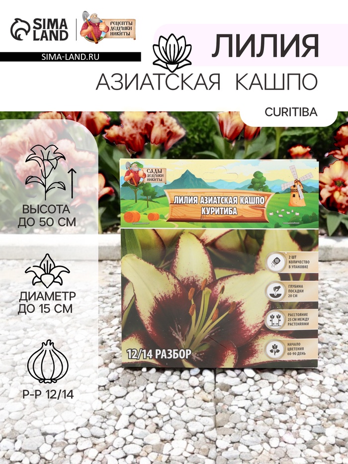 Лилия Азиатская Кашпо Curitiba, луковица в пакете с перфорацией, р-р 12/14, 2 шт. - Фото 1