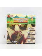 Лилия Азиатская Кашпо Curitiba, луковица в пакете с перфорацией, р-р 12/14, 2 шт. - Фото 6