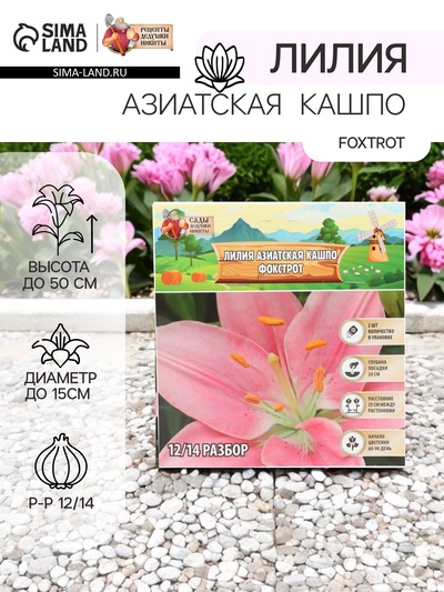 Лилия Азиатская Кашпо Foxtrot, луковица в пакете с перфорацией, р-р 12/14, 2 шт.