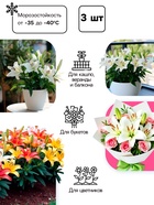 Лилия Азиатская Кашпо Foxtrot, луковица в пакете с перфорацией, р-р 12/14, 2 шт. - Фото 2