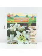 Лилия Азиатская Кашпо Gwen, луковица в пакете с перфорацией, р-р 12/14, 2 шт. - Фото 6