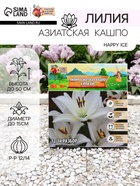 Лилия Азиатская Кашпо Happy Ice, луковица в пакете с перфорацией, р-р 12/14, 2 шт. - Фото 1