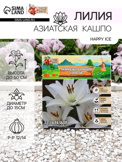 Лилия Азиатская Кашпо Happy Ice, луковица в пакете с перфорацией, р-р 12/14, 2 шт.