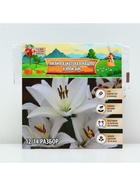 Лилия Азиатская Кашпо Happy Ice, луковица в пакете с перфорацией, р-р 12/14, 2 шт. - Фото 6