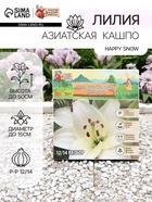 Лилия Азиатская Кашпо Happy Snow, луковица в пакете с перфорацией, р-р 12/14, 2 шт. - Фото 1