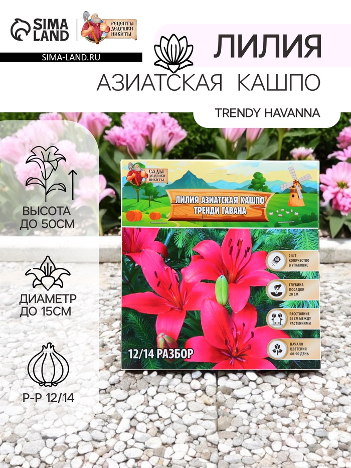 Лилия Азиатская Кашпо Trendy Havanna, луковица в пакете с перфорацией, р-р 12/14, 2 шт. - Фото 1