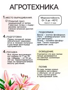 Лилия Азиатская Кашпо Trendy Havanna, луковица в пакете с перфорацией, р-р 12/14, 2 шт. - Фото 3