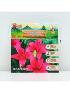 Лилия Азиатская Кашпо Trendy Havanna, луковица в пакете с перфорацией, р-р 12/14, 2 шт. - Фото 6