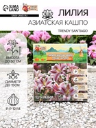 Лилия Азиатская Кашпо Trendy Santiago, луковица в пакете с перфорацией, р-р 12/14, 2 шт. - Фото 1