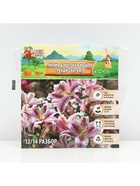 Лилия Азиатская Кашпо Trendy Santiago, луковица в пакете с перфорацией, р-р 12/14, 2 шт. - Фото 6