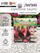 Лилия Азиатская Кашпо Trendy Santo Domingo, луковица в пакете с перфорацией, р-р 12/14, 2 шт. - Фото 1