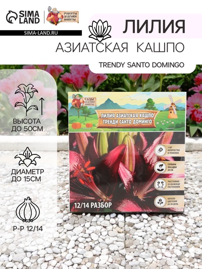 Лилия Азиатская Кашпо Trendy Santo Domingo, луковица в пакете с перфорацией, р-р 12/14, 2 шт.
