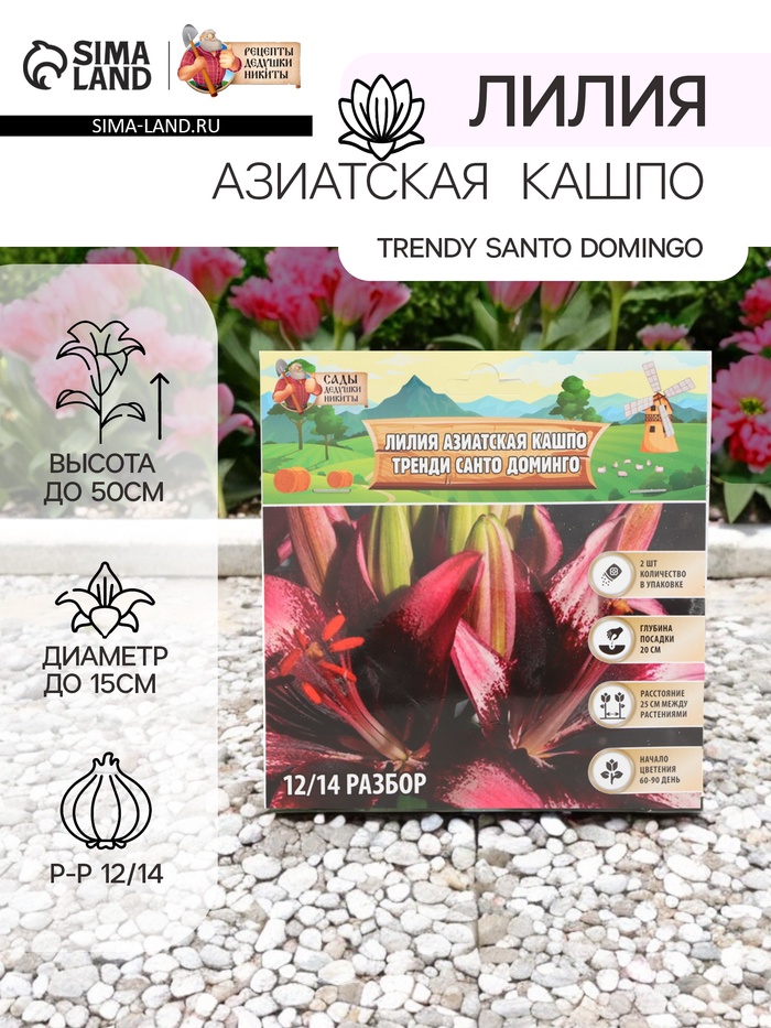 Лилия Азиатская Кашпо Trendy Santo Domingo, луковица в пакете с перфорацией, р-р 12/14, 2 шт. - Фото 1