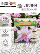 Лилия Восточная Brasilia, луковица в пакете с перфорацией, р-р 12/14, 3 шт. - Фото 1