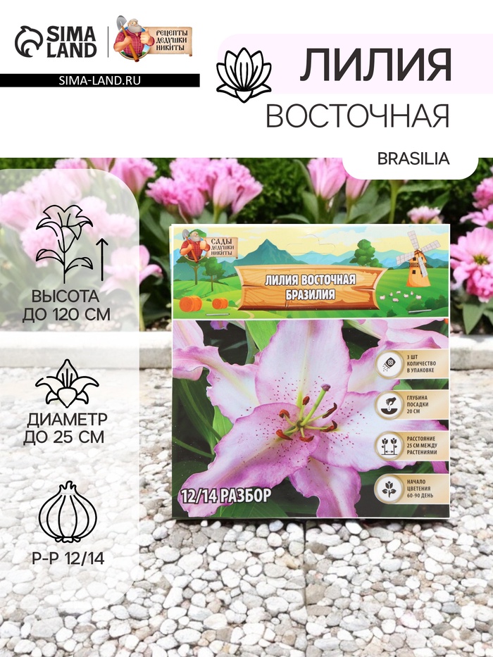 Лилия Восточная Brasilia, луковица в пакете с перфорацией, р-р 12/14, 3 шт. - Фото 1