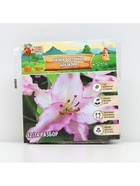 Лилия Восточная Brasilia, луковица в пакете с перфорацией, р-р 12/14, 3 шт. - Фото 6