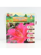 Лилия Восточная Gomera, луковица в пакете с перфорацией, р-р 14/16, 3 шт. - Фото 6