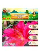 Лилия Восточная Gomera, луковица в пакете с перфорацией, р-р 14/16, 3 шт. - Фото 8