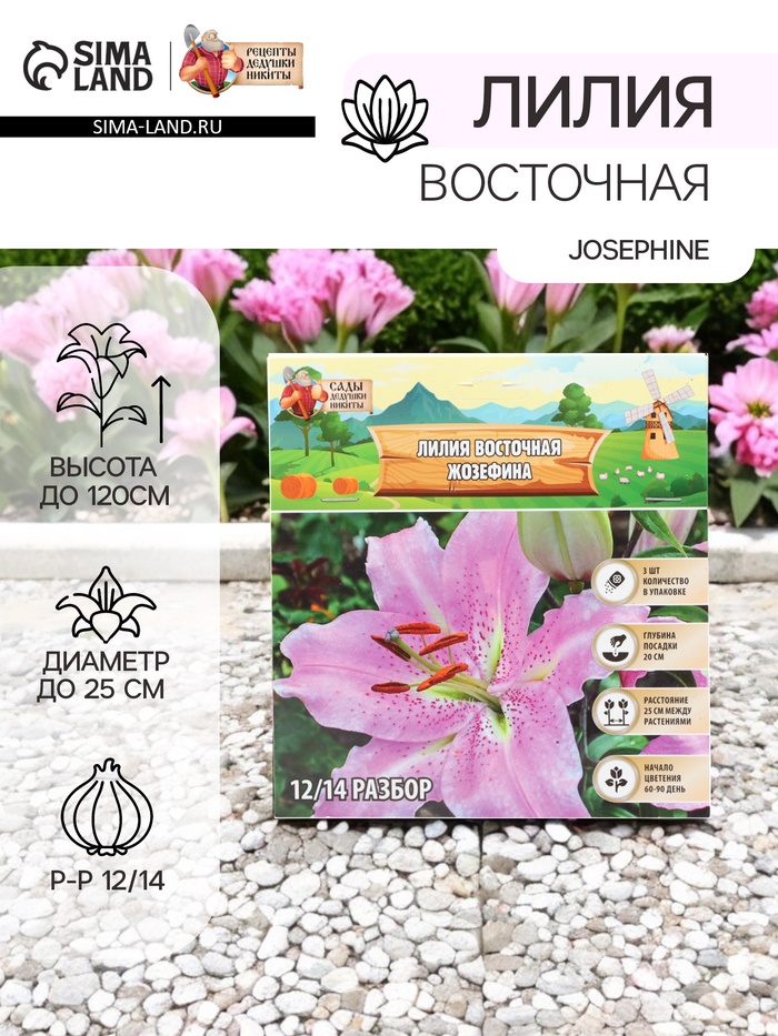 Лилия Восточная Josephine, луковица в пакете с перфорацией, р-р 12/14, 3 шт. - Фото 1
